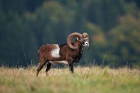 Muflon: Jagttid 01/10-01/03